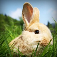 /album/teravs44/photolia-a03-jpg/